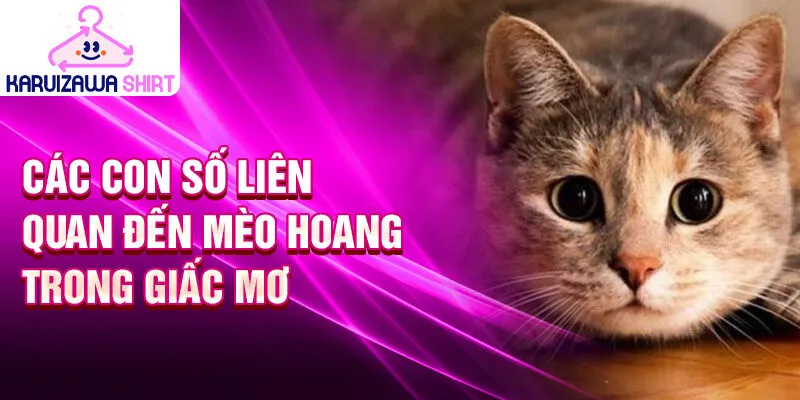 Các con số liên quan đến mèo hoang trong giấc mơ