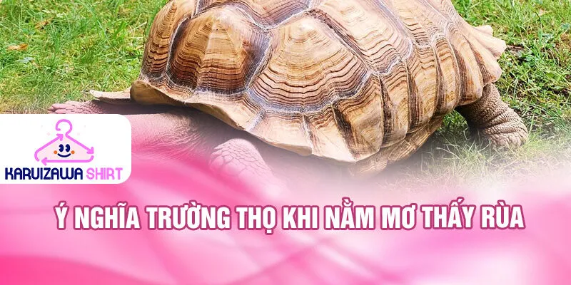 Ý nghĩa trường thọ khi nằm mơ thấy rùa