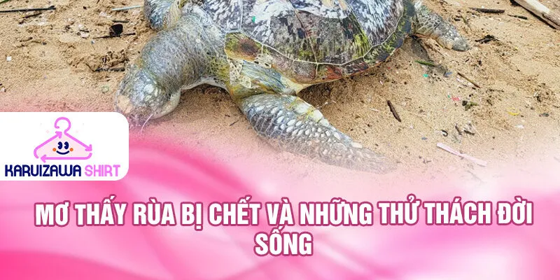 Nằm Mơ Thấy Rùa: Ý Nghĩa và Số May Mắn Ẩn Giấu 3 Mơ thấy rùa bị chết và những thử thách đời sống